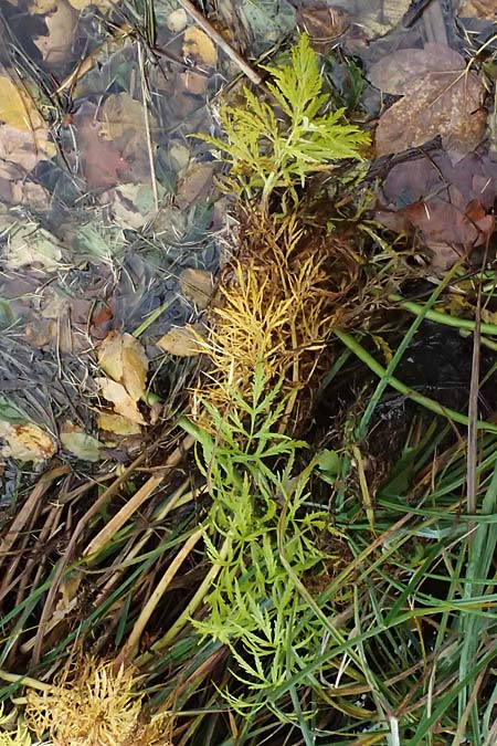 Unknown_plant spec3 ? \ Unbekannte Pflanze / Unknown Plant, D Isny 31.10.2025