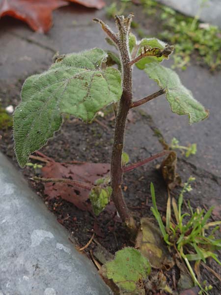 Physalis peruviana \ Kap-Stachelbeere, Andenbeere / Cape Gooseberry, D Mannheim 11.12.2025