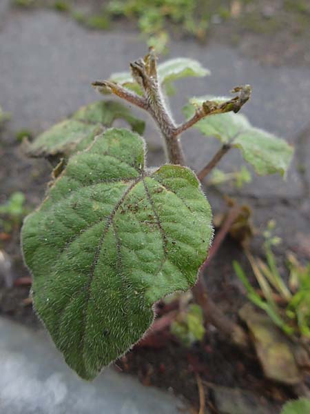 Physalis peruviana \ Kap-Stachelbeere, Andenbeere / Cape Gooseberry, D Mannheim 11.12.2025