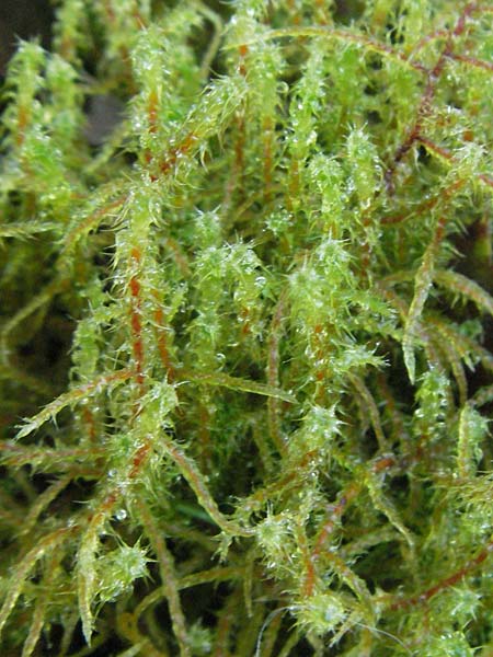 Rhytidiadelphus squarrosus \ Sparriges Kranzmoos, Sparriger Runzelpeter / Springly Turf Moss, D Marbach-Stausee 3.12.2006