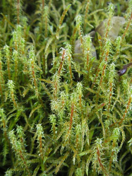 Rhytidiadelphus squarrosus \ Sparriges Kranzmoos, Sparriger Runzelpeter / Springly Turf Moss, D Marbach-Stausee 3.12.2006