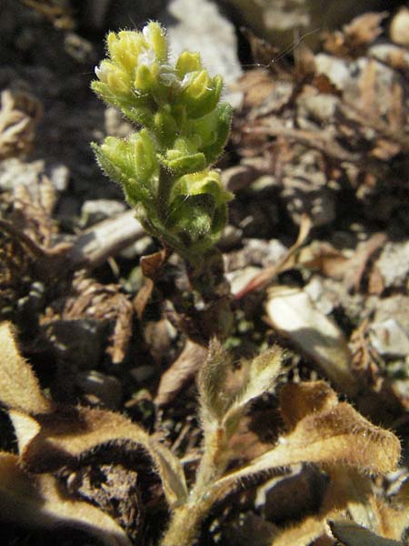 Cerastium holosteoides \ Gew�hnliches Hornkraut / Common Mouse-Ear, D Karlstadt 1.5.2007