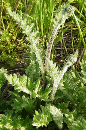 Cirsium tuberosum \ Knollige Kratzdistel, Knollen-Kratzdistel / Tuberous Thistle, D Oppenheim 11.5.2015