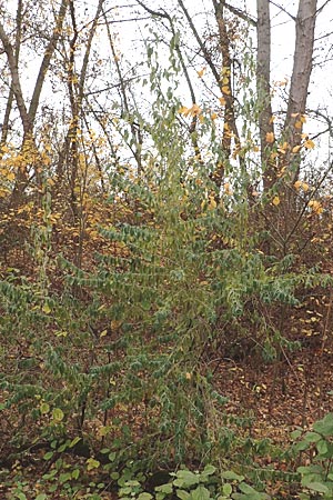 Elaeagnus latifolia \ Gro�bl�ttrige �lweide / Bastard Oleaster, D Mannheim 7.11.2015