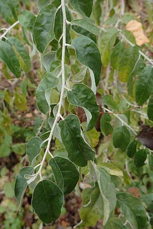 Elaeagnus latifolia \ Gro�bl�ttrige �lweide / Bastard Oleaster, D Mannheim 7.11.2015