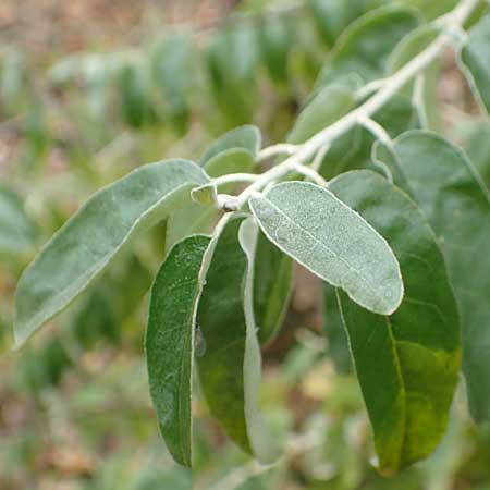 Elaeagnus latifolia \ Gro�bl�ttrige �lweide / Bastard Oleaster, D Mannheim 7.11.2015