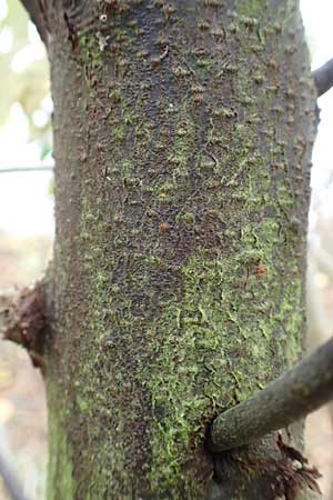 Elaeagnus latifolia \ Gro�bl�ttrige �lweide / Bastard Oleaster, D Mannheim 7.11.2015