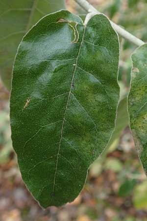 Elaeagnus latifolia \ Gro�bl�ttrige �lweide / Bastard Oleaster, D Mannheim 7.11.2015