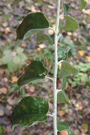 Elaeagnus latifolia \ Gro�bl�ttrige �lweide / Bastard Oleaster, D Mannheim 7.11.2015
