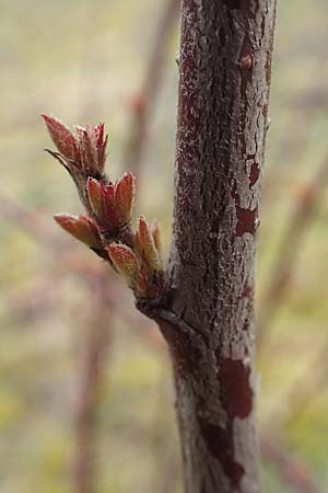 Euonymus europaeus \ Gew�hnliches Pfaffenh�tchen / Spindle, D Mannheim 5.3.2016