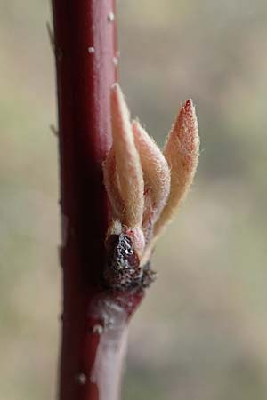 Euonymus europaeus \ Gew�hnliches Pfaffenh�tchen / Spindle, D Mannheim 5.3.2016