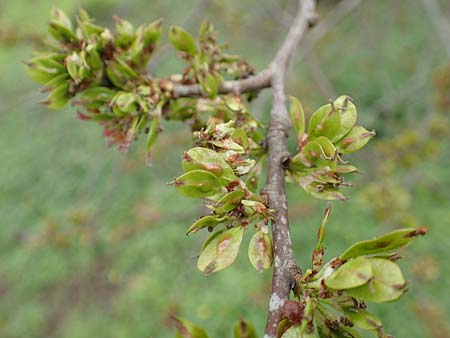 Ulmus minor \ Feld-Ulme / Small-Leaved Elm, D Mannheim 17.4.2016