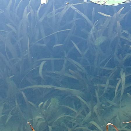 Vallisneria spiralis \ Wasserschraube / Tape Grass, D Viernheim 21.9.2016