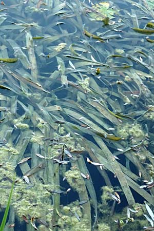 Vallisneria spiralis \ Wasserschraube / Tape Grass, D Viernheim 21.9.2016
