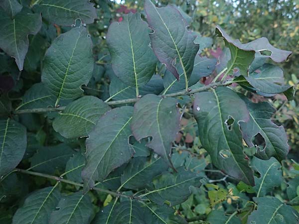 Malus domestica \ Kultur-Apfel / Apple, D Wagh&auml;usel 16.10.2016