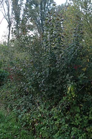 Malus domestica \ Kultur-Apfel / Apple, D Wagh&auml;usel 16.10.2016