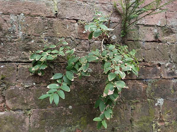 Deutzia scabra \ Raubl�ttiger Maiblumenstrauch, Raue Deutzie / Fuzzy Deutzia, D Heidelberg 22.9.2017