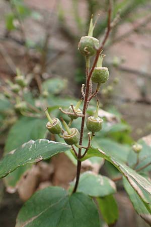 Deutzia scabra \ Raubl�ttiger Maiblumenstrauch, Raue Deutzie / Fuzzy Deutzia, D Heidelberg 22.9.2017
