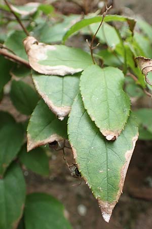 Deutzia scabra \ Raubl�ttiger Maiblumenstrauch, Raue Deutzie / Fuzzy Deutzia, D Heidelberg 22.9.2017