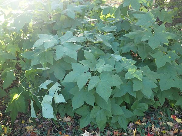 Rubus odoratus \ Zimt-Himbeere / Purple Flowering Raspberry, D Berlin-Charlottenburg 30.10.2017