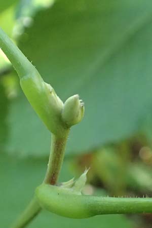 Rubus odoratus \ Zimt-Himbeere / Purple Flowering Raspberry, D Berlin-Charlottenburg 30.10.2017