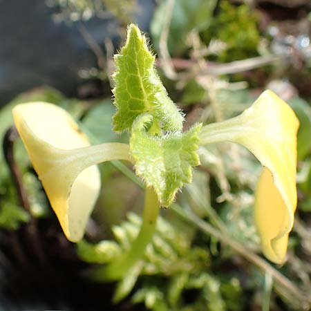 Lunaria annua \ Einj�hriges Garten-Silberblatt / Honesty, D Mannheim 26.3.2018