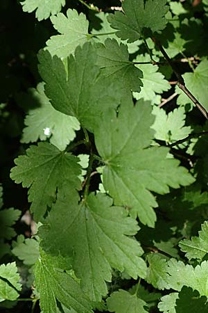 Ribes alpinum \ Alpen-Johannisbeere / Mountain Currant, D Mannheim 8.5.2018