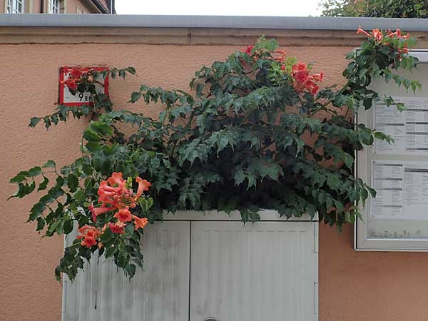 Campsis x tagliabuana \ Gro�e Kletter-Trompete / Red Trumpet Wine, D Pfalz, Speyer 17.6.2018