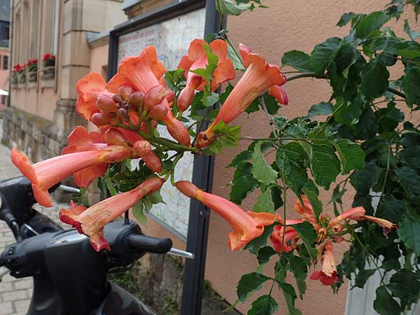 Campsis x tagliabuana \ Gro�e Kletter-Trompete / Red Trumpet Wine, D Pfalz, Speyer 17.6.2018