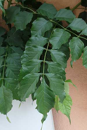 Campsis x tagliabuana \ Gro�e Kletter-Trompete / Red Trumpet Wine, D Pfalz, Speyer 17.6.2018