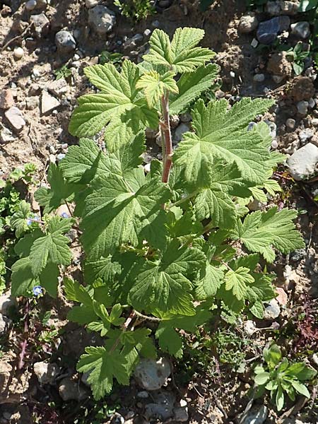 Ribes x nidigrolaria \ Josta-Beere, Jochel-Beere / Josta Berry, D Mannheim 27.4.2020