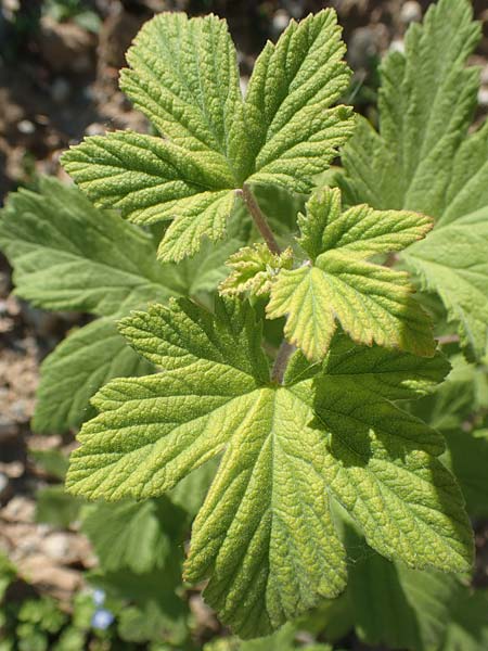 Ribes x nidigrolaria \ Josta-Beere, Jochel-Beere / Josta Berry, D Mannheim 27.4.2020