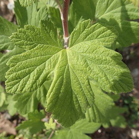 Ribes x nidigrolaria \ Josta-Beere, Jochel-Beere / Josta Berry, D Mannheim 10.5.2020