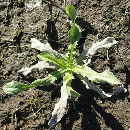 Rorippa aquatica ? \ Wasser-Meerrettich, Wasser-Sumpfkresse / Water Cabbage, D Sachsen-Anhalt, Havelberg 18.9.2020