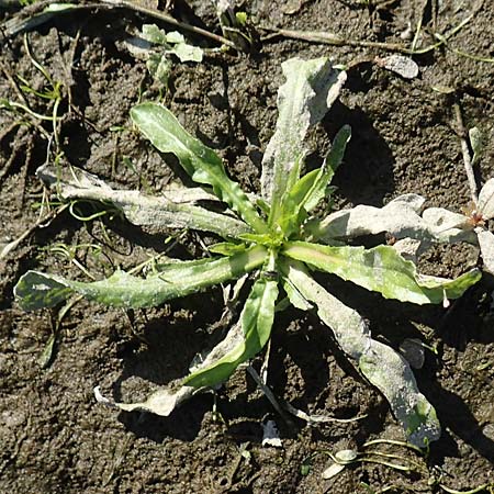 Rorippa aquatica ? \ Wasser-Meerrettich, Wasser-Sumpfkresse / Water Cabbage, D Sachsen-Anhalt, Havelberg 18.9.2020