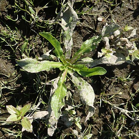Rorippa aquatica ? \ Wasser-Meerrettich, Wasser-Sumpfkresse / Water Cabbage, D Sachsen-Anhalt, Havelberg 18.9.2020