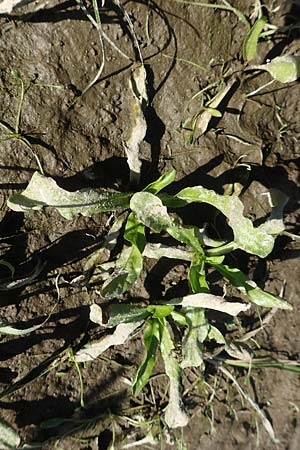 Rorippa aquatica ? \ Wasser-Meerrettich, Wasser-Sumpfkresse / Water Cabbage, D Sachsen-Anhalt, Havelberg 18.9.2020