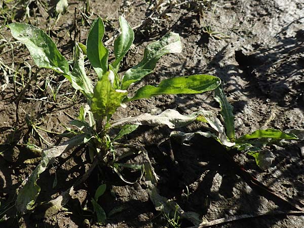 Rorippa aquatica ? \ Wasser-Meerrettich, Wasser-Sumpfkresse / Water Cabbage, D Sachsen-Anhalt, Havelberg 18.9.2020