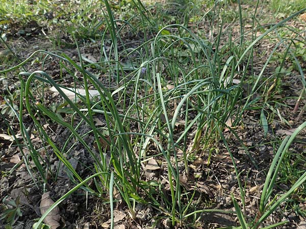 Allium oleraceum \ Ross-Lauch / Field Garlic, D Ludwigshafen 31.3.2021