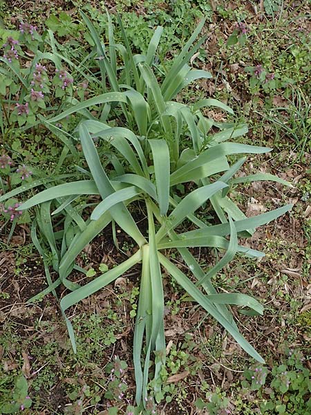 Allium cristophii \ Stern-Kugellauch, Stern von Persien / Star of Persia, Persian Onion, D Mannheim-Pfingstberg 12.4.2021