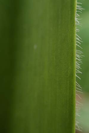 Allium cristophii \ Stern-Kugellauch, Stern von Persien / Star of Persia, Persian Onion, D Mannheim-Pfingstberg 12.4.2021