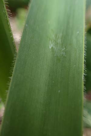 Allium cristophii \ Stern-Kugellauch, Stern von Persien / Star of Persia, Persian Onion, D Mannheim-Pfingstberg 12.4.2021