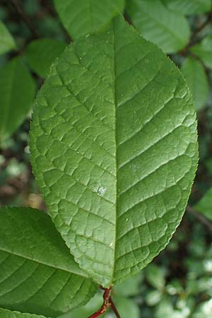 Prunus padus subsp. padus \ Traubenkirsche / Bird Cherry, D Mannheim 22.4.2021