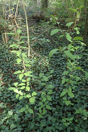 Prunus padus subsp. padus \ Traubenkirsche / Bird Cherry, D Mannheim 22.4.2021