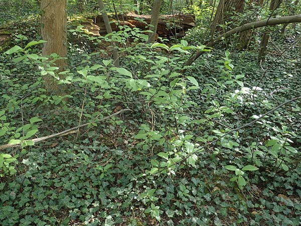 Prunus padus subsp. padus \ Traubenkirsche / Bird Cherry, D Mannheim 22.4.2021