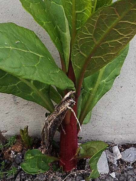Phytolacca esculenta \ Indische Kermesbeere, Essbare Kermesbeere / Pokeweed, D Mannheim 22.5.2021