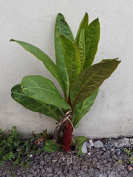 Phytolacca esculenta \ Indische Kermesbeere, Essbare Kermesbeere / Pokeweed, D Mannheim 22.5.2021