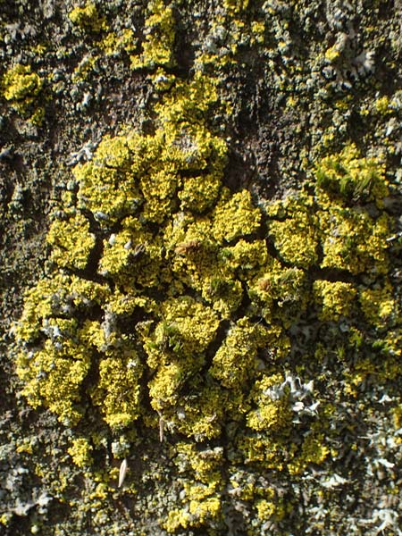 Candelariella reflexa \ Gr�ne K�rnchenflechte, D Bochum 9.8.2021