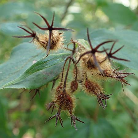 Kolkwitzia amabilis / Beauty Bush, D Sandhausen 13.8.2021