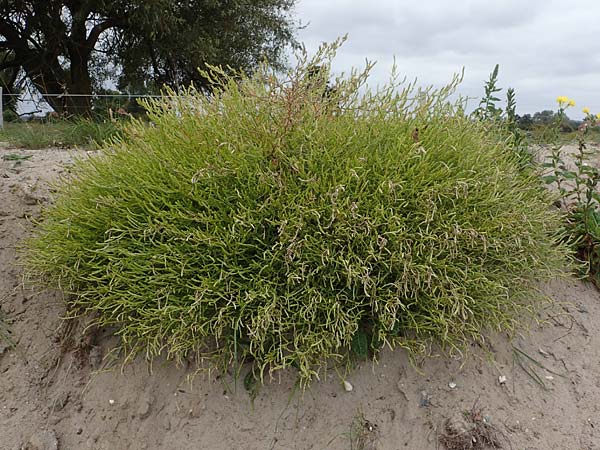Corispermum leptopterum \ Schmalfl�geliger Wanzensame / Bugseed, D Hohwacht 13.9.2021